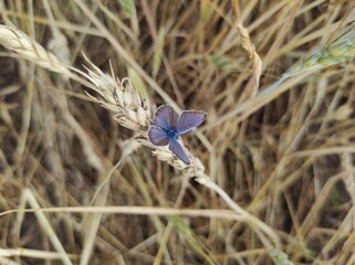blue butterfly on a wheat