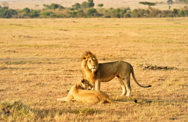 An African male lion and a female. Lions are carnivorous mammals that hunt wildlife in the African savannah.
