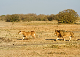  An African male lion and a female. Lions are carnivorous mammals that hunt wildlife in the African savannah.
