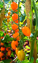 Ripe tomatoes are cultivated in agricultural plantations. healthy fruit.
