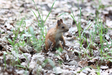 cute squirrel standing in grass in the park