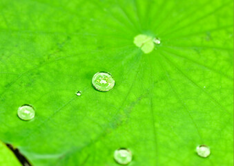 atural raindrops on lotus leaves. Water droplets on lotus leaves follow the sensation of freshness after rain 
