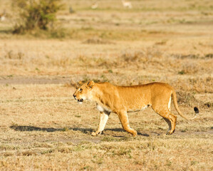 lioness in the wild. Lions are carnivorous mammals that hunt wildlife in the African savannah.
