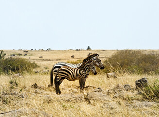 Wild animals in nature , Two zebras in the savanna on safari in Kenya .
