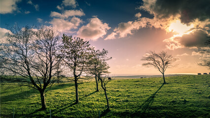 sunset over the field