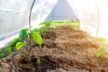 Vegetable seedlings grow in the ground in a greenhouse close-up.