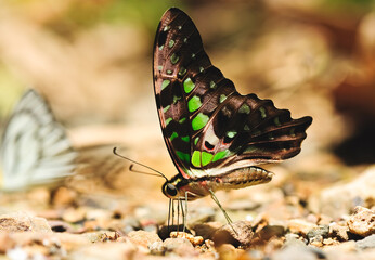 beautiful butterfly insects on the natural ground in the tropical forest