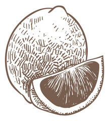 Lemon sketch. Whole fresh lime and citrus slice