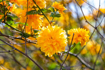 Close-up beautiful blooming Kerria Japonica – Plenifora – bright yellow flowers on a bush branches. 