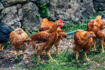 Flock of red feathered hens in the yard of chicken farm. Domestic poultry.