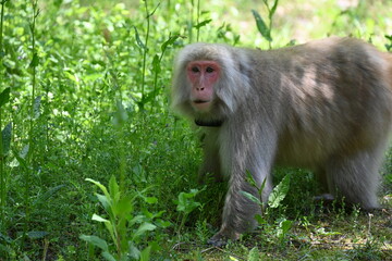 国営アルプスあづみの公園で目線が合った猿