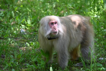 国営アルプスあづみの公園で出会った陽の光を浴びるかわいい猿