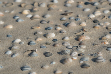 Fototapeta na wymiar Seashells on the beach in the sand