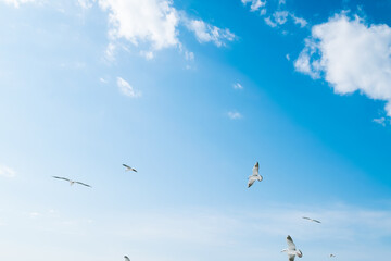 Fototapeta premium birds in the sky