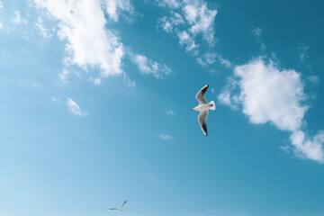 seagulls in the sky