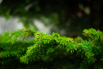 branches of park spruce, green spruce, autumn park