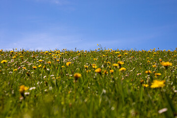 Meadow full with yellow flowers with clean blue sky during one spring day