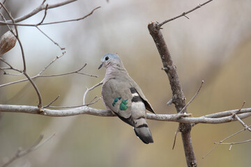Emerald-Spotted Wood Dove, Kruger National Park, South Africa