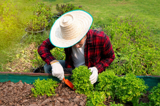 Gloved hands and shovels shovel the soil.A hand in a white gardening glove works with a tool. 
