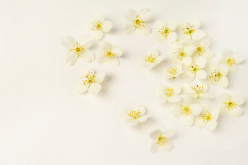 Scattered white flowers of Jasmine or Philadelphus on a white background. Close-up. Mockup for text for a postcard or invitation.