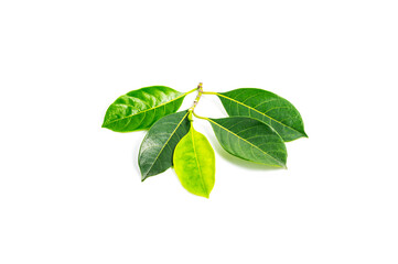 Leaves of jackfruit tree isolated on a white background