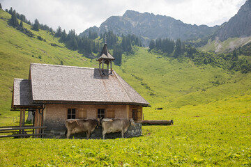 Scenery of the european alpes with cows and a little church in a meadow 1441 m high with mointains...