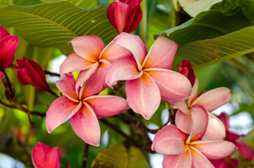 bouquet of red and pink frangipani on tree in the park