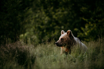 Brown bear (ursus actros) lit by the setting sun in a meadow. Bieszczady Mountains. Poland