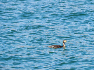 Portrait of Socotra cormorant in la spezia gulf