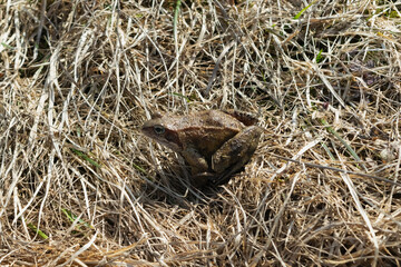frog in the grass