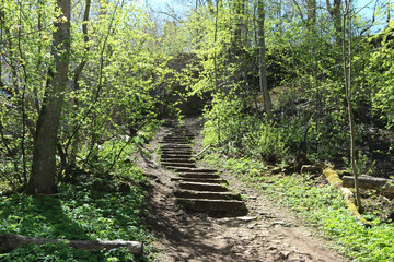 In the forest in Estonia