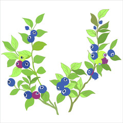 Blueberry twigs with berries on a white background.Vector illustrations of blueberries.