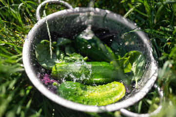 fresh cucumber vegetables washed under water, summer vitamins