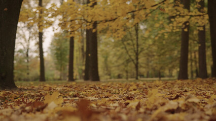 autumn background with fallen leaves in a park