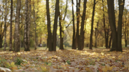 autumn background with fallen leaves in a park