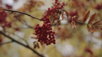 rowanberries close up during autumn