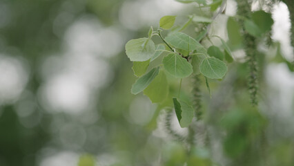 closeup shot of aspen tree in late spring