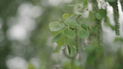 Fototapeta premium closeup shot of aspen tree in late spring