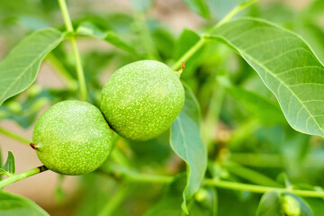 Walnuts ripen on a tree branch