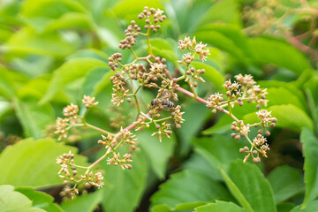 Honey bees are flying around