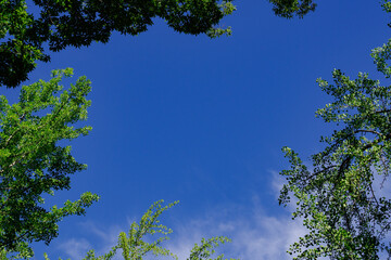 青空と木々