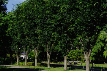 Fototapeta na wymiar 鮮やかな緑の木々がある公園