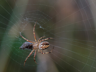 Spider with insect captured in its web.