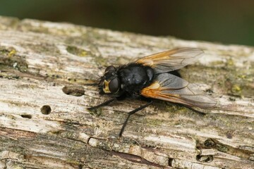 Closeup on a black orange noonday fly, Mesembrina meridiana 
