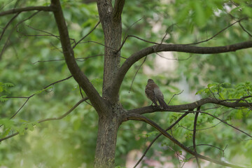 Fieldfare bird sitting on a tree branch