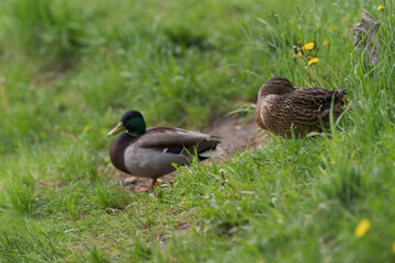 Couple of ducks resting on a pond border in grass