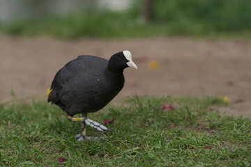 Coot bird walking on a ground with copy space