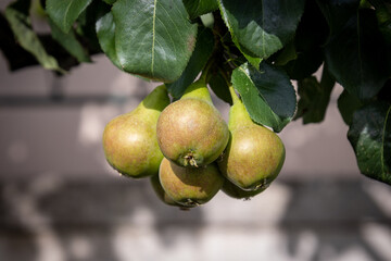 plusieurs poires en gros plan sur une branche de poirier