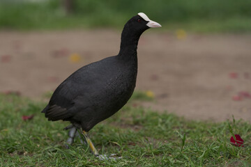 Coot bird walking on a ground with copy space