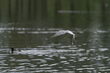 seagull flying close up photo